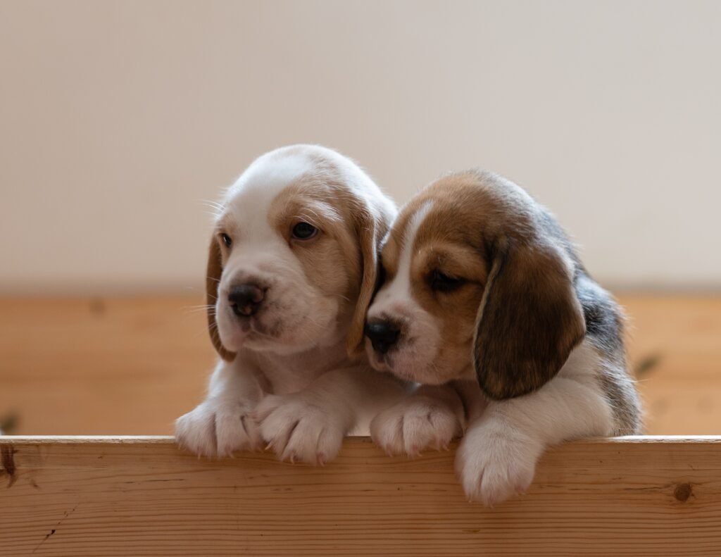 beagle dog puppies